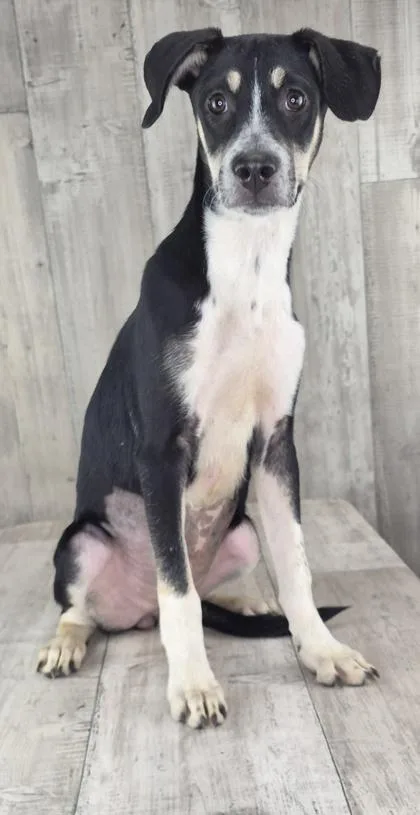 An adult small-sized female Mixed Breed dog named Sally for adoption in Shreveport, LA