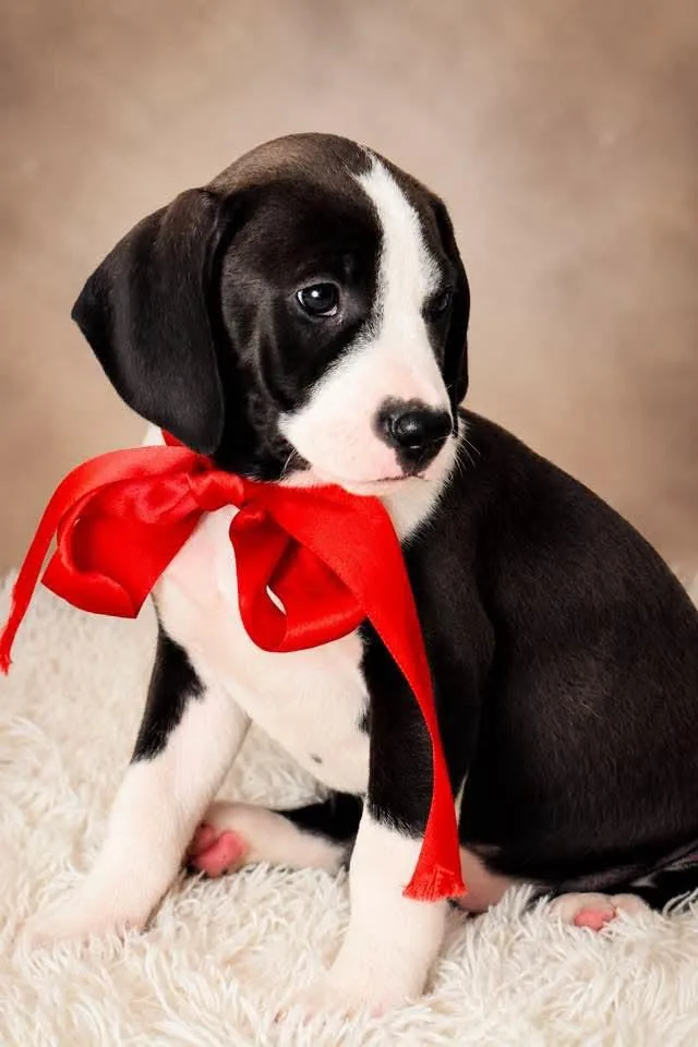 A baby medium-sized female Pointer dog named Nancy for adoption in Nahunta, GA