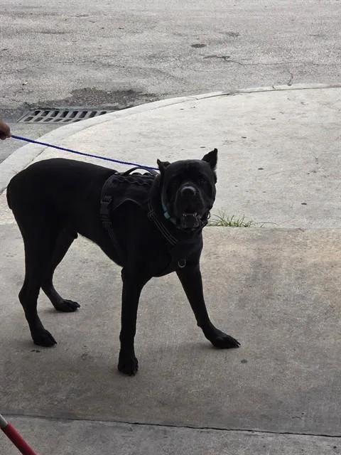 Titan