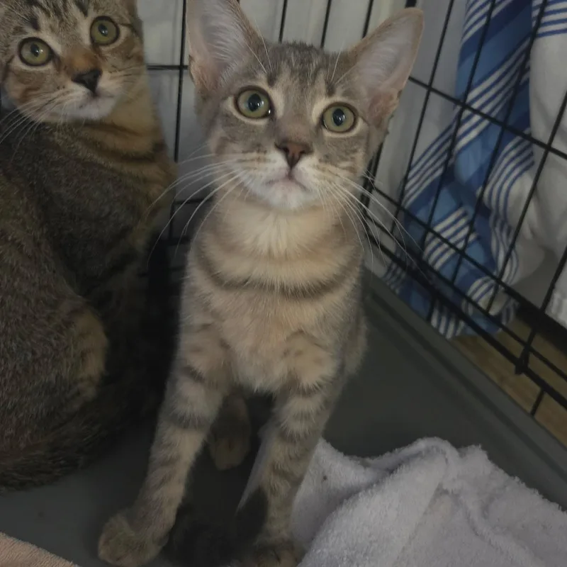 A baby medium-sized male Domestic Short Hair cat named Prozac for adoption in Warwick, RI