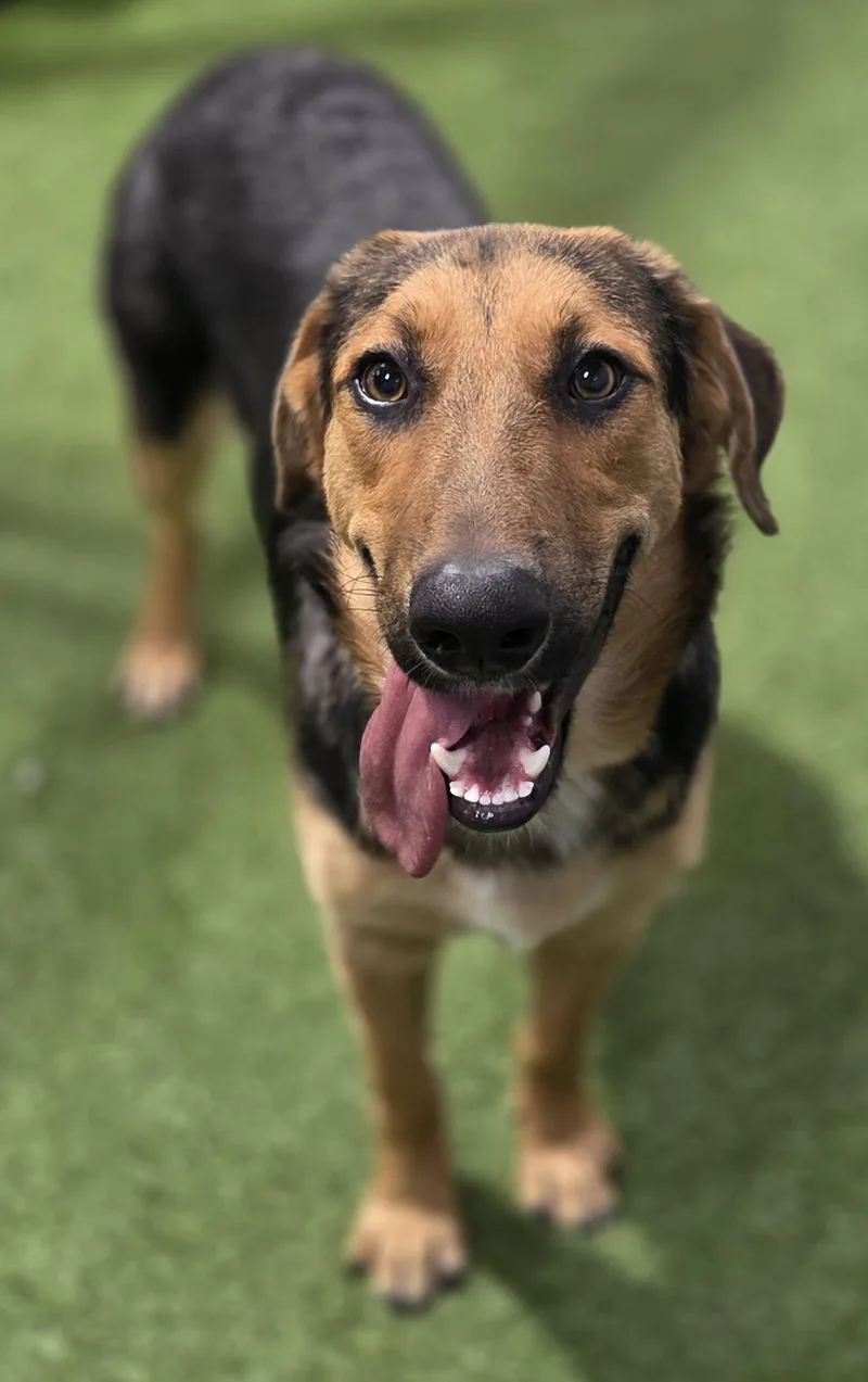 A young large-sized male Shepherd dog named Kevin Bacon for adoption in Racine, WI