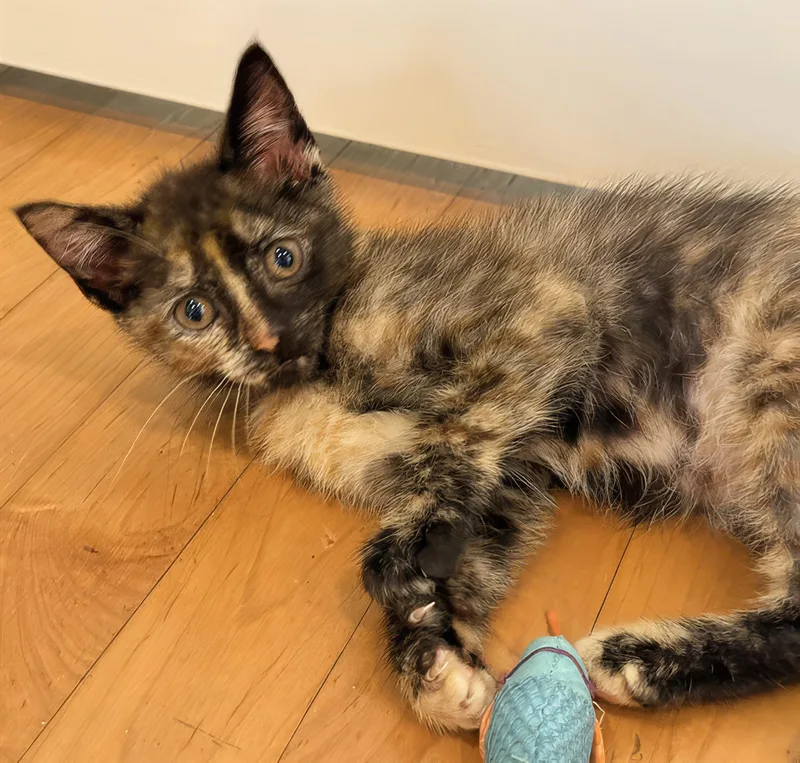 A baby medium-sized female Domestic Short Hair cat named Tortellini for adoption in Nashville, TN