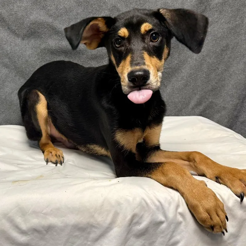 A baby small-sized male Black Mixed Breed dog named Bruno for adoption in Bennettsville, SC