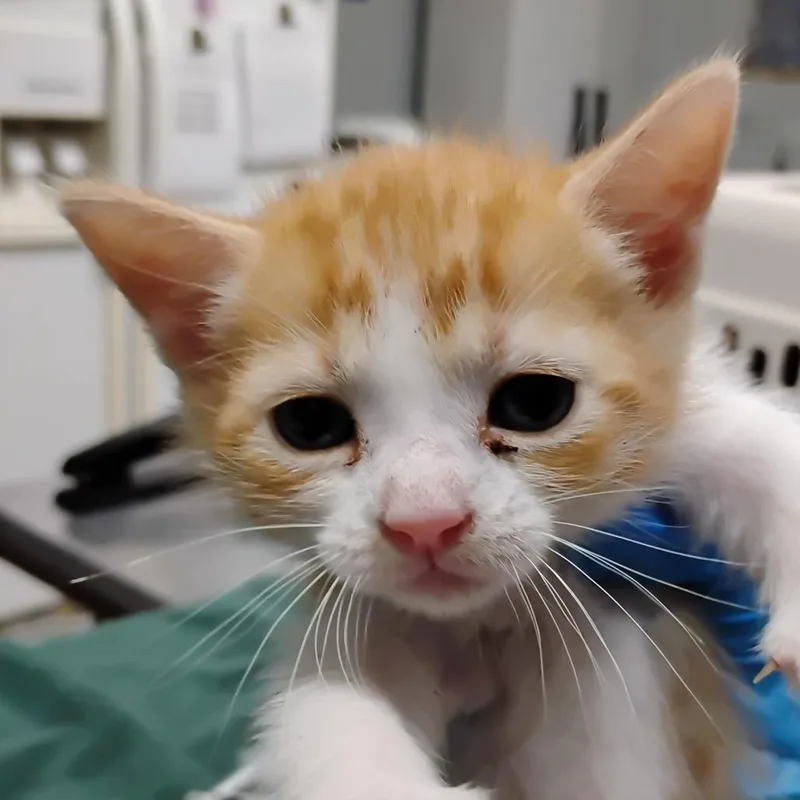 A baby small-sized male Orange / Red Domestic Short Hair cat named Kip for adoption in Summerville, SC