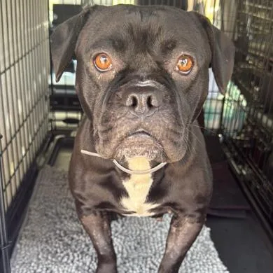 An adult medium-sized female Black English Bulldog dog named Petunia A for adoption in Mission Hills, CA