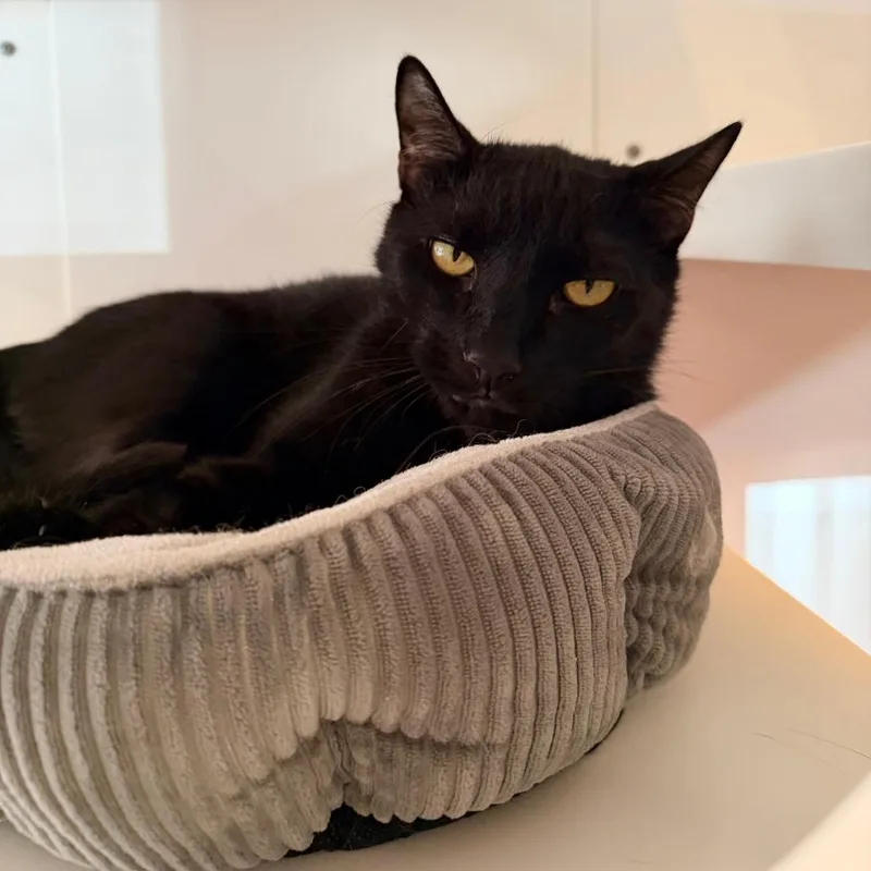 An adult large-sized male Black Domestic Short Hair cat named Loki for adoption in New York, NY