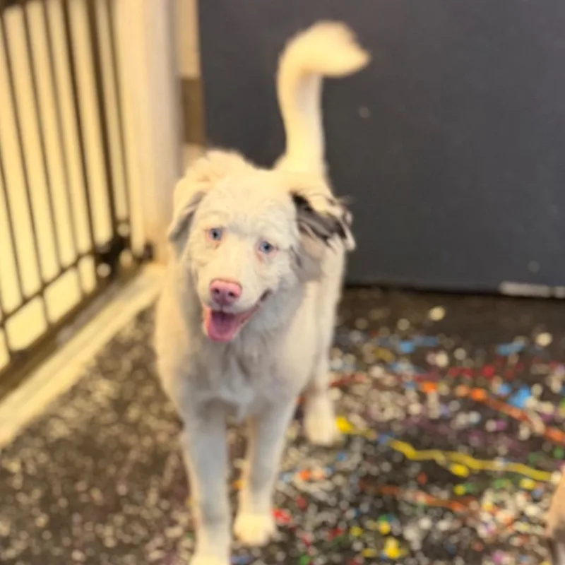 A young small-sized female White / Cream Australian Shepherd dog named Elsa for adoption in Lake Jackson, TX