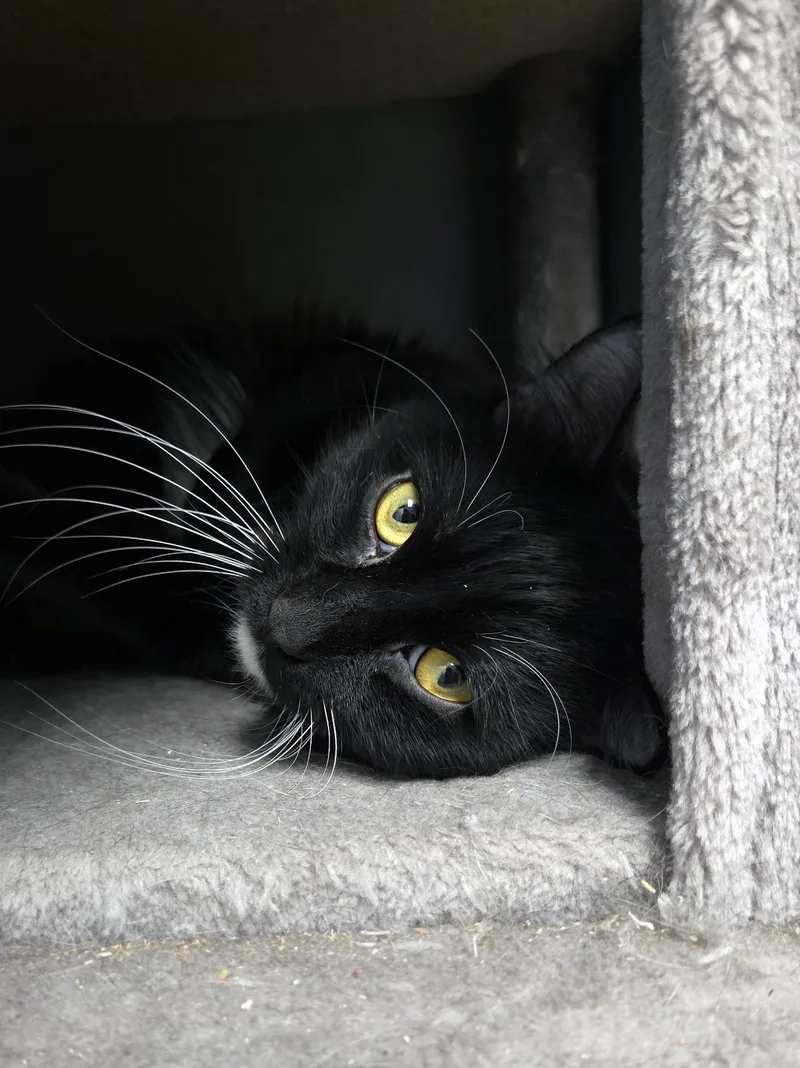 An adult large-sized male Black & White / Tuxedo Domestic Short Hair cat named Timothy for adoption in Centerville, UT