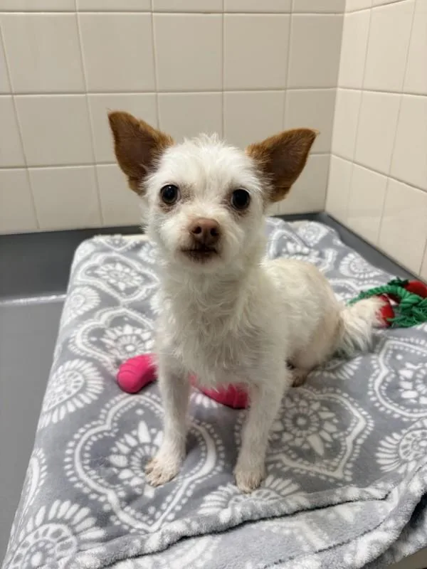 A young small-sized female Terrier dog named Jazzy for adoption in Healdsburg, CA