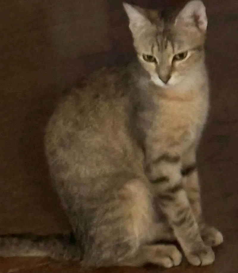 A young medium-sized female Domestic Short Hair cat named Marcy for adoption in Chicago, IL
