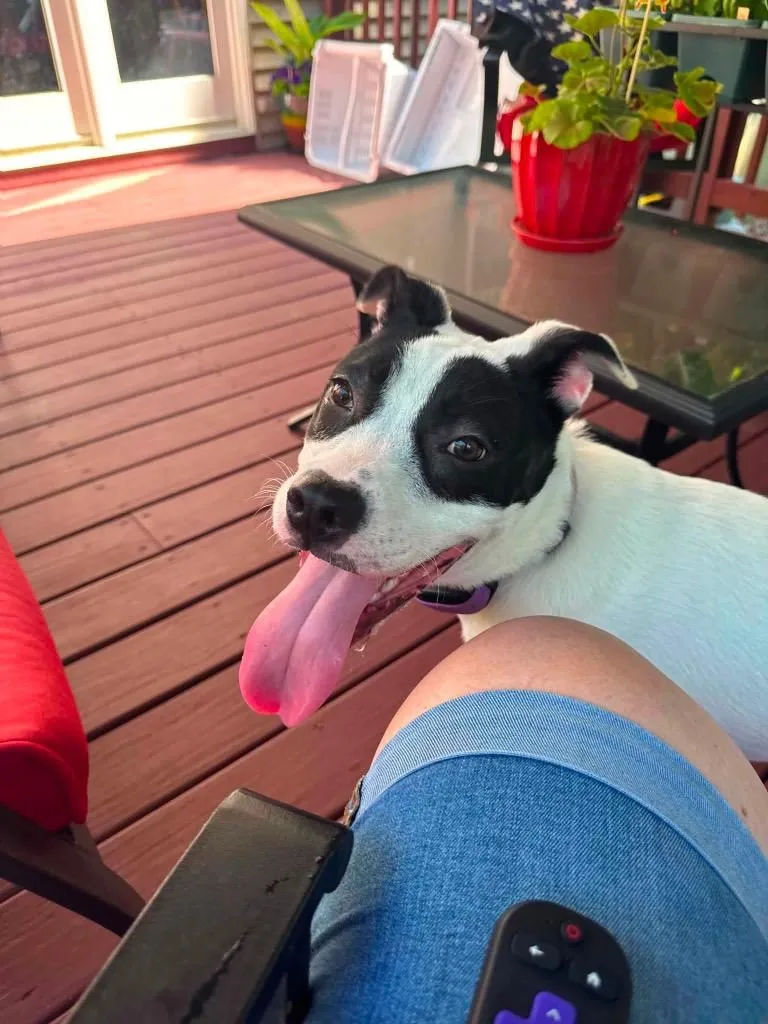 A baby medium-sized female Terrier dog named Charlotte for adoption in Port Jervis, NY