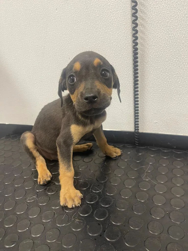 A baby medium-sized male Labrador Retriever dog named Widget for adoption in Seven Points, TX