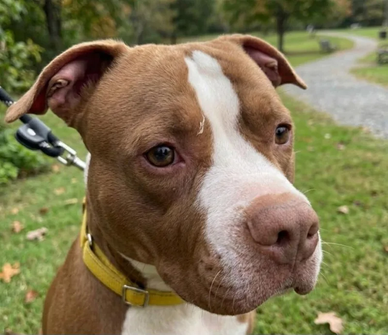 An adult medium-sized male American Staffordshire Terrier dog named Biloxi for adoption in Roswell, GA