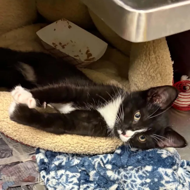 A baby small-sized male Black Domestic Short Hair cat named Dracula for adoption in Concord, NC