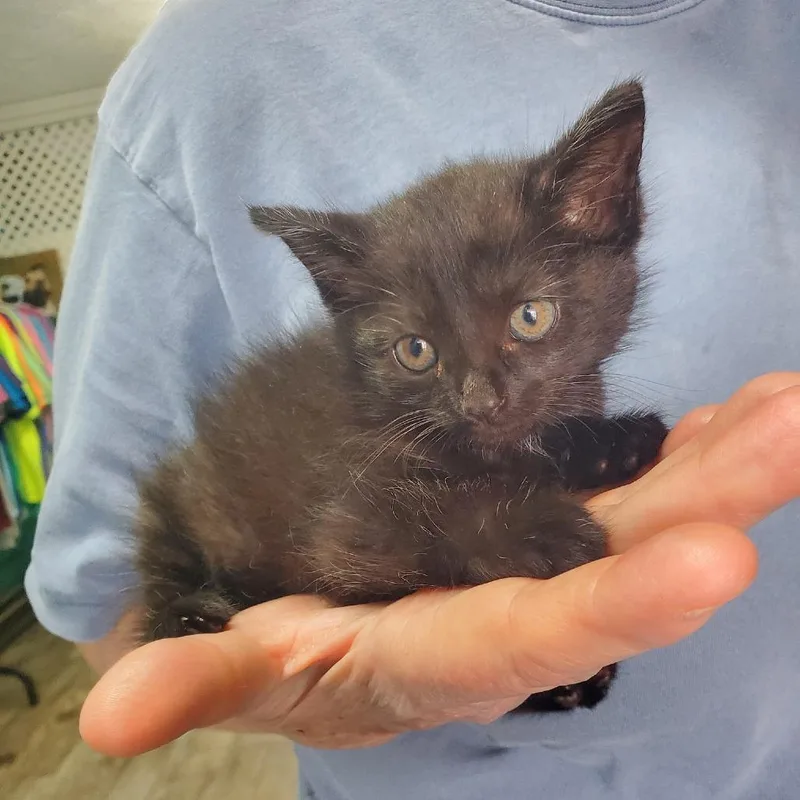 A baby small-sized female Black Domestic Short Hair cat named Pip for adoption in Jefferson city, TN