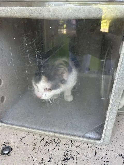 A young small-sized female Domestic Short Hair cat named Cuddles for adoption in Louisville, KY
