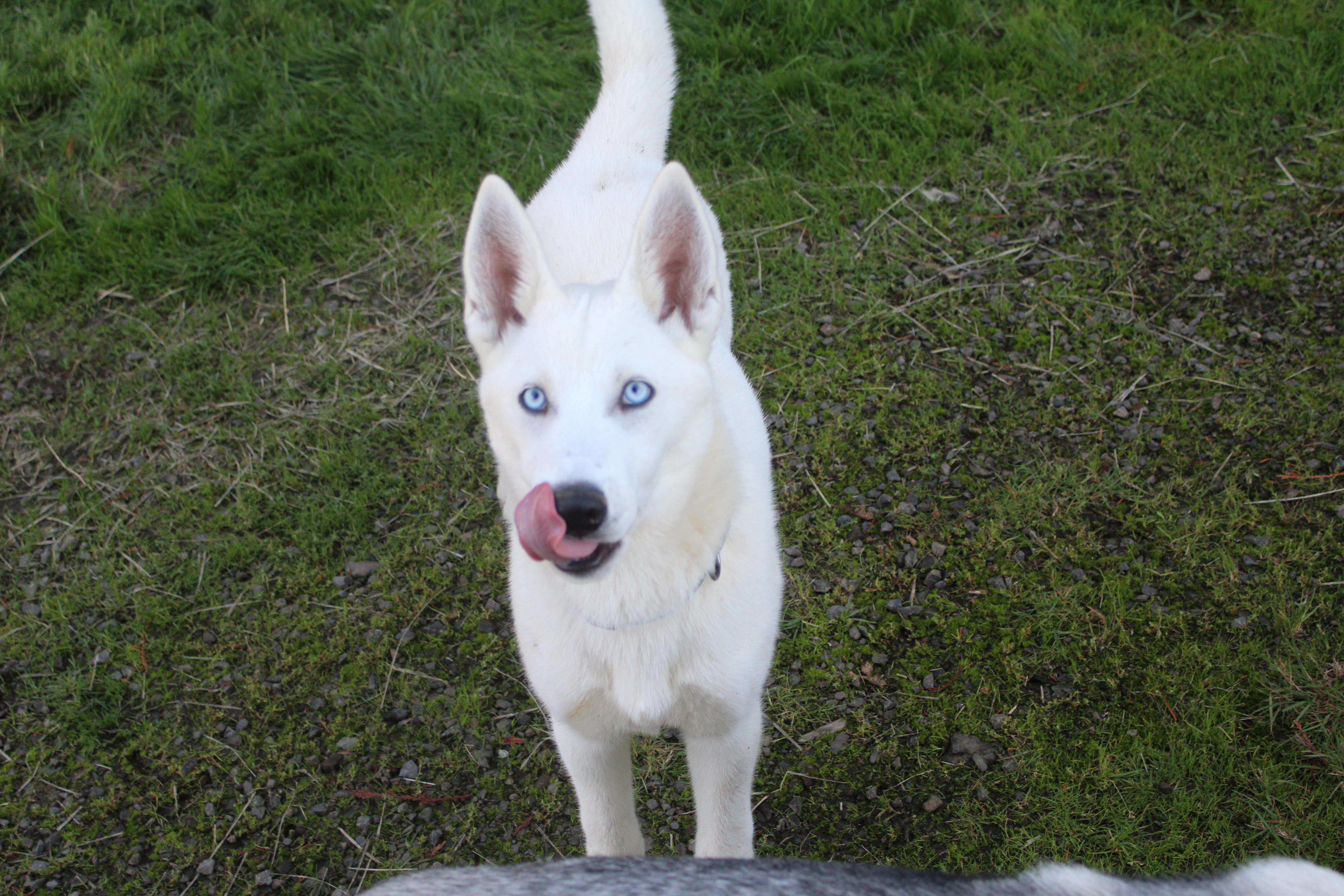 A young large-sized female Husky dog named Sitka for adoption in Tillamook, OR