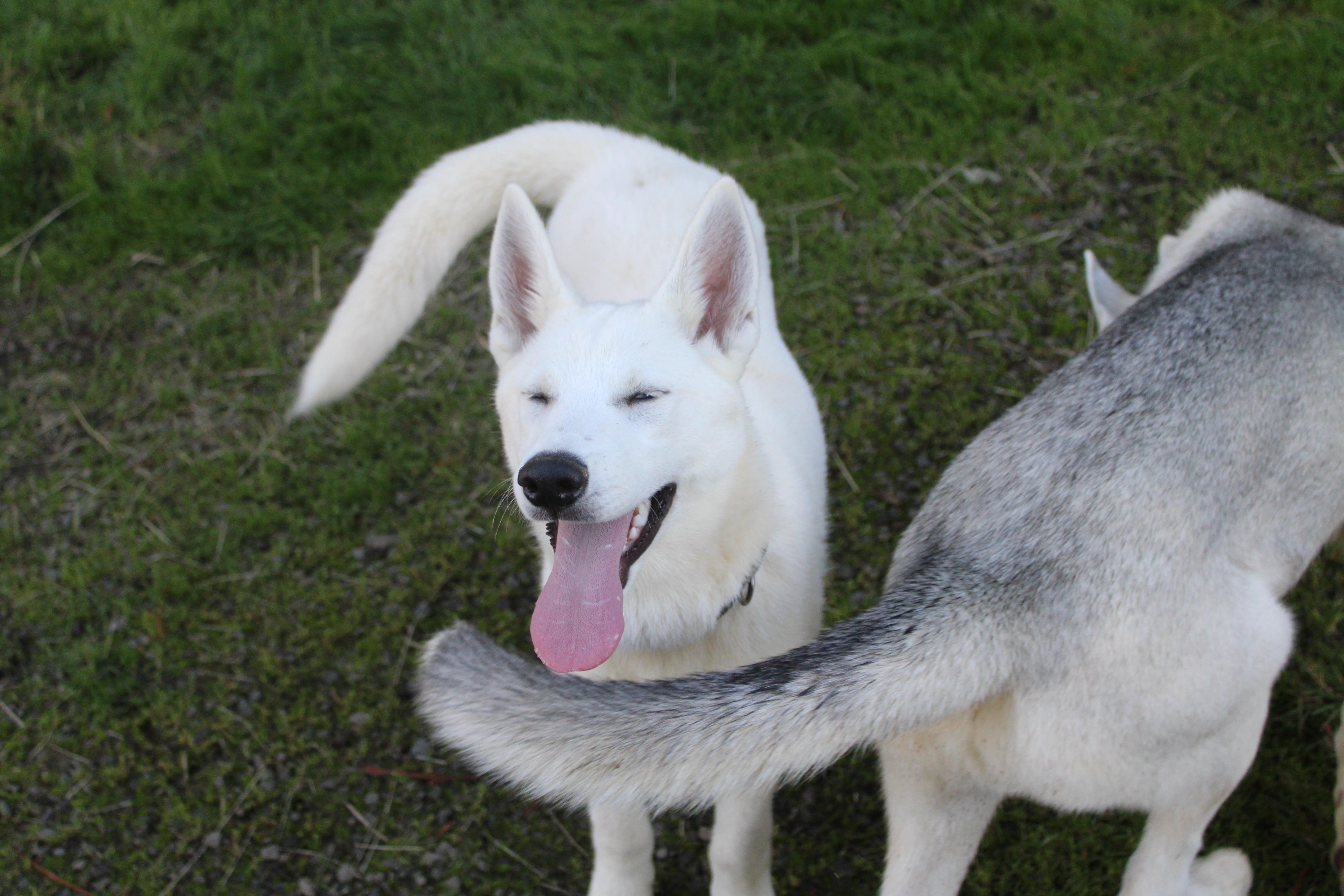 Sitka thumbnail 2