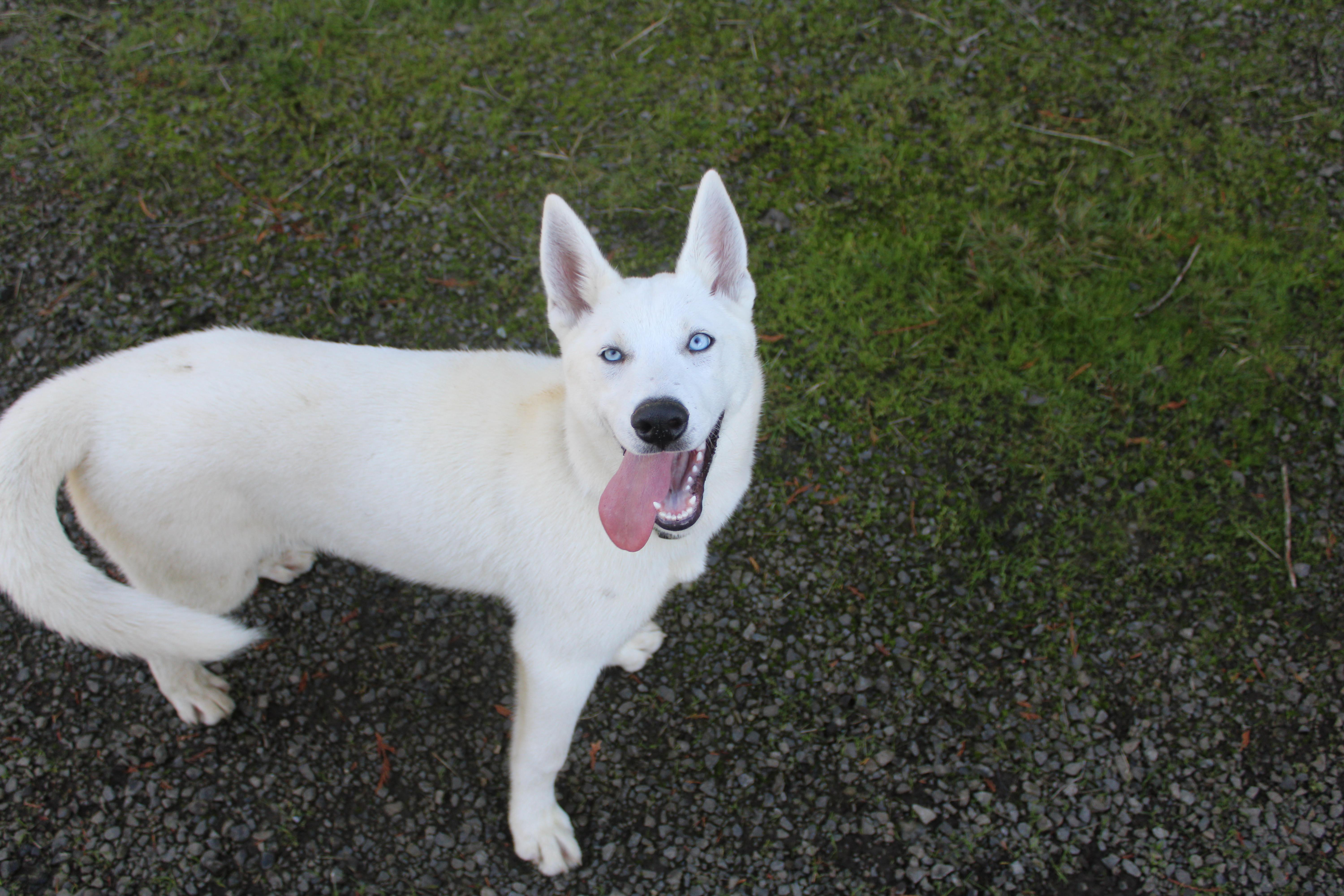 Sitka thumbnail 3