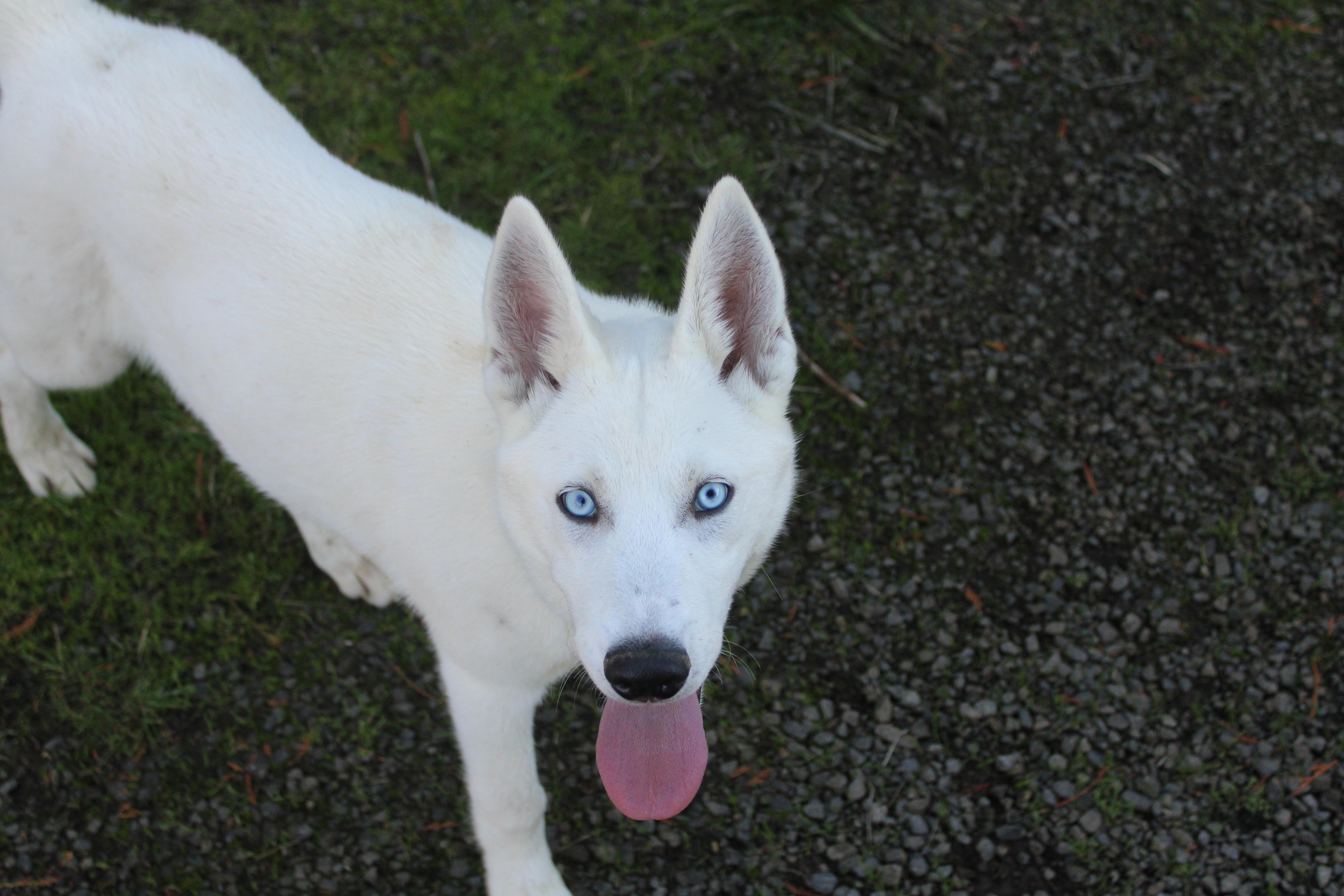 Sitka thumbnail 5