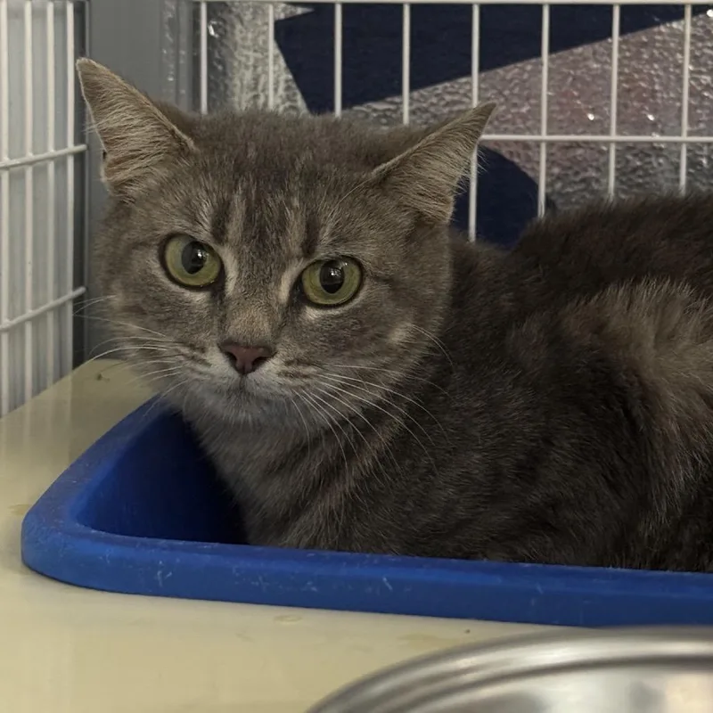 A young medium-sized female Gray / Blue / Silver Domestic Short Hair cat named Lady Bridgerton for adoption in Columbiana, AL