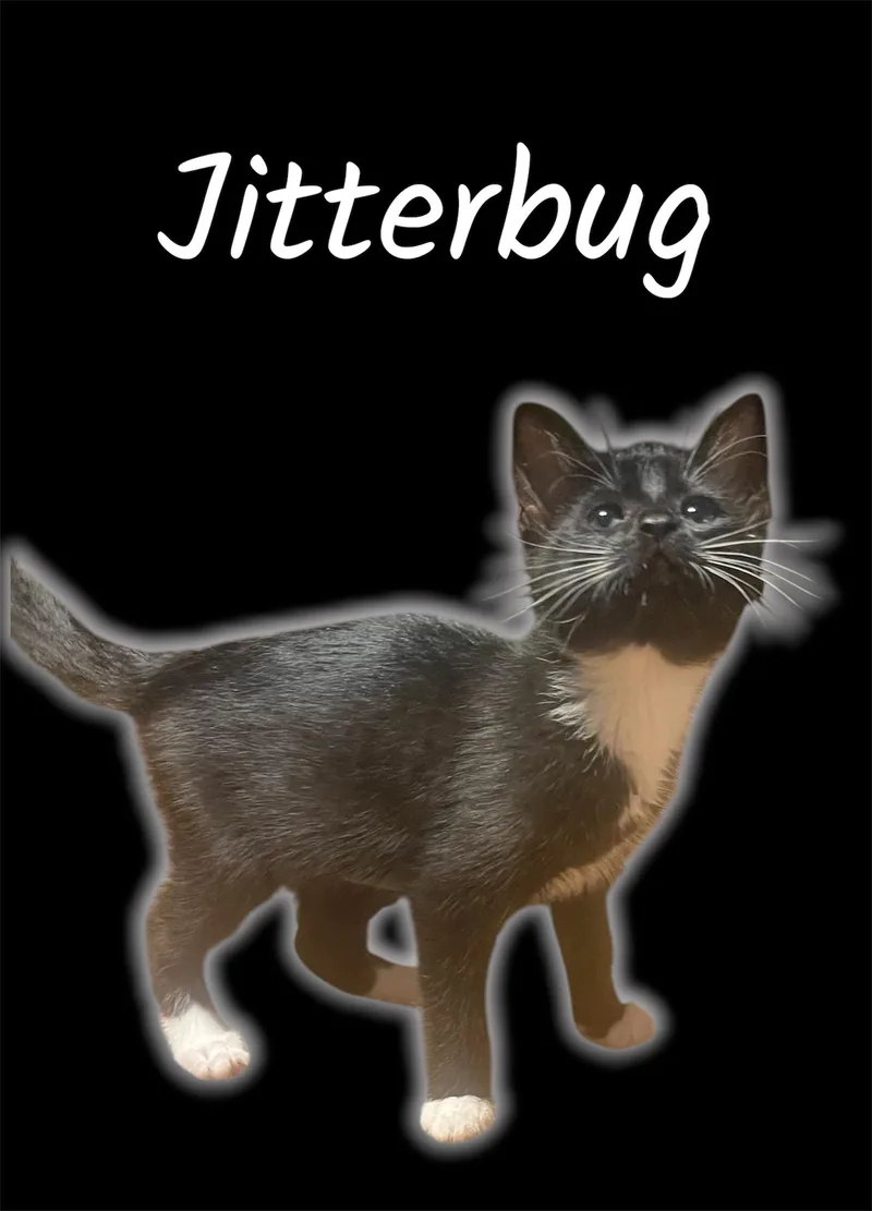 A baby small-sized female Black & White / Tuxedo Domestic Short Hair cat named Jitterbug for adoption in Auburn, CA