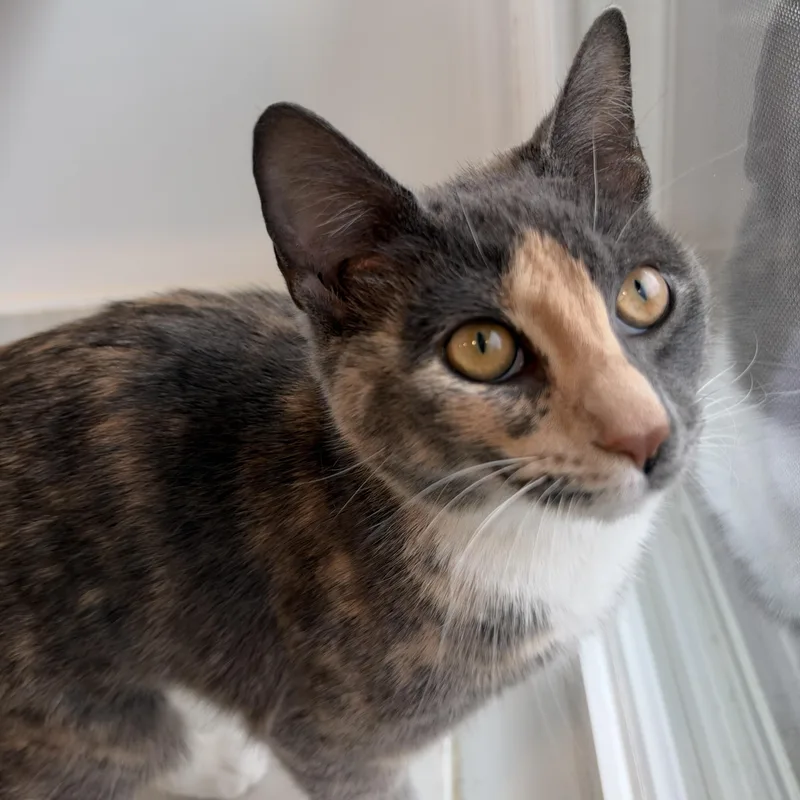 A young medium-sized female American Shorthair cat named Willow for adoption in Hull, MA