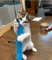 A baby medium-sized female Tabby cat named Rumi for adoption in San Antonio, TX