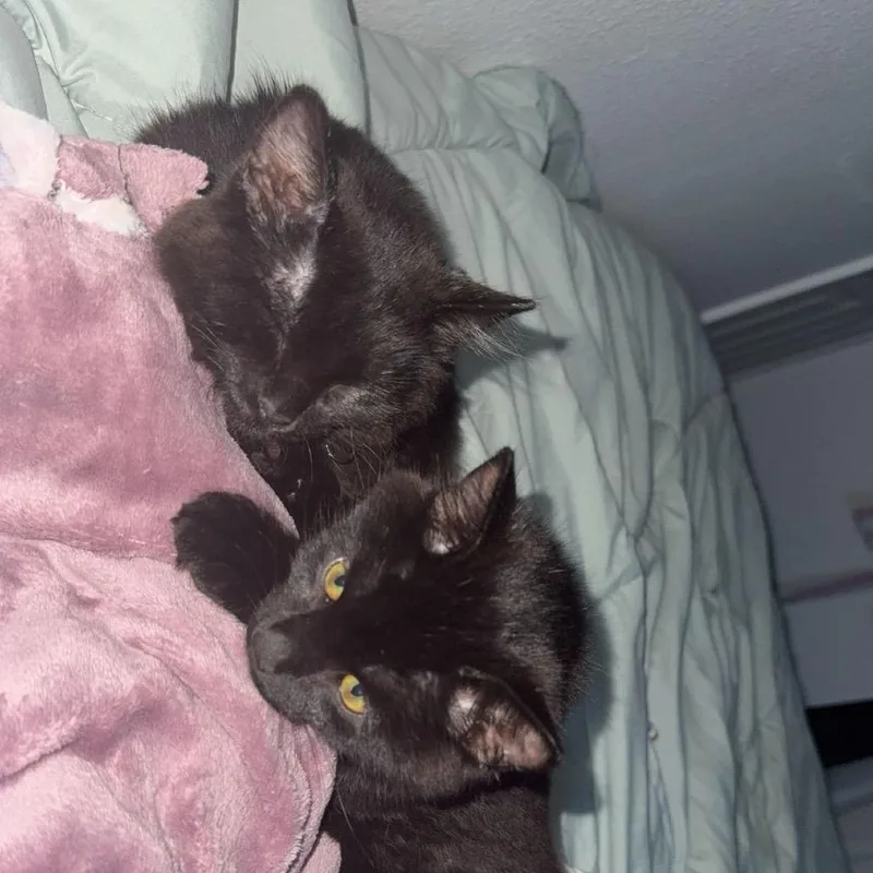 A baby small-sized female Domestic Medium Hair cat named Raven for adoption in Fargo, ND