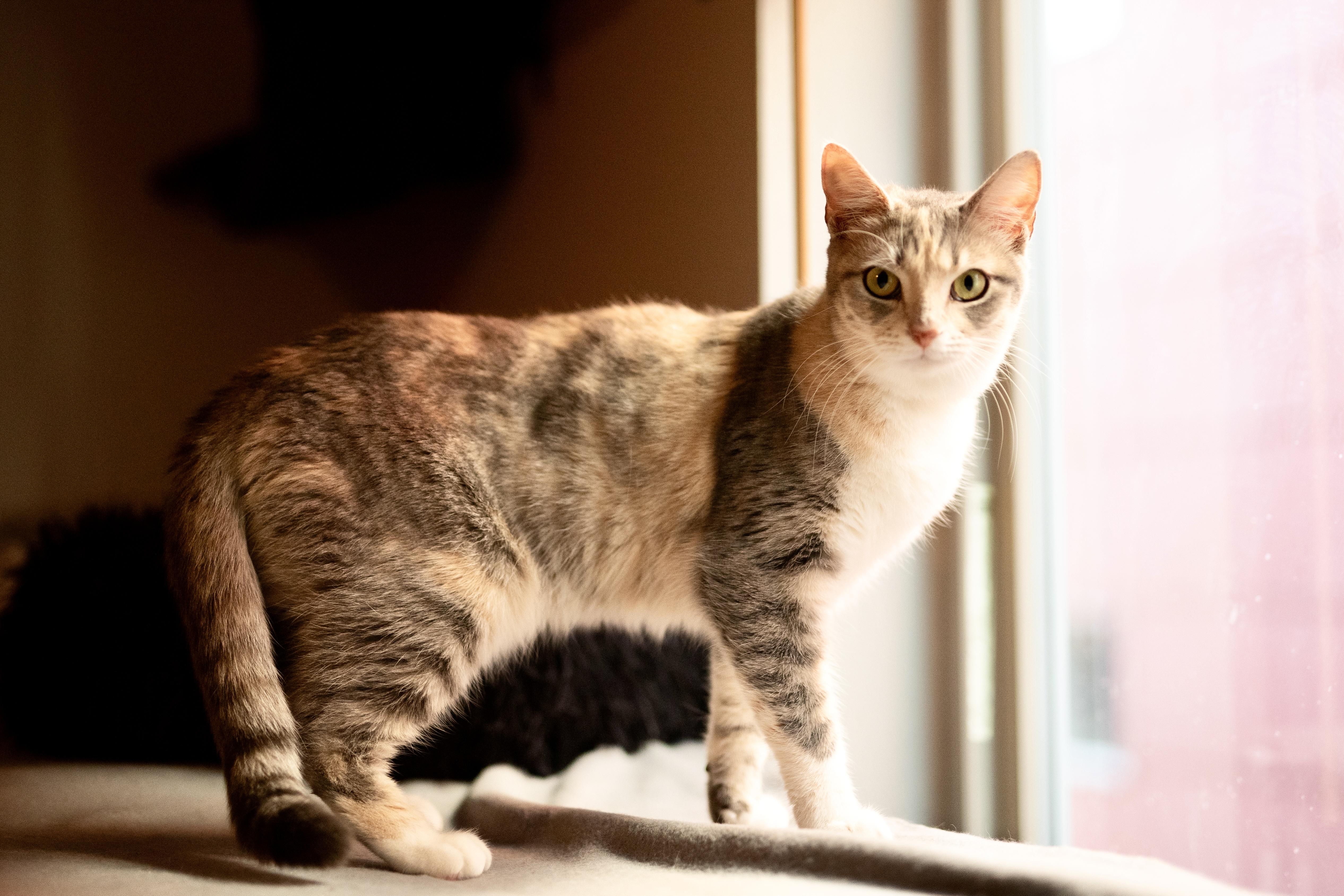 A young medium-sized female Dilute Tortoiseshell American Shorthair cat named Laura for adoption in Tomball, TX