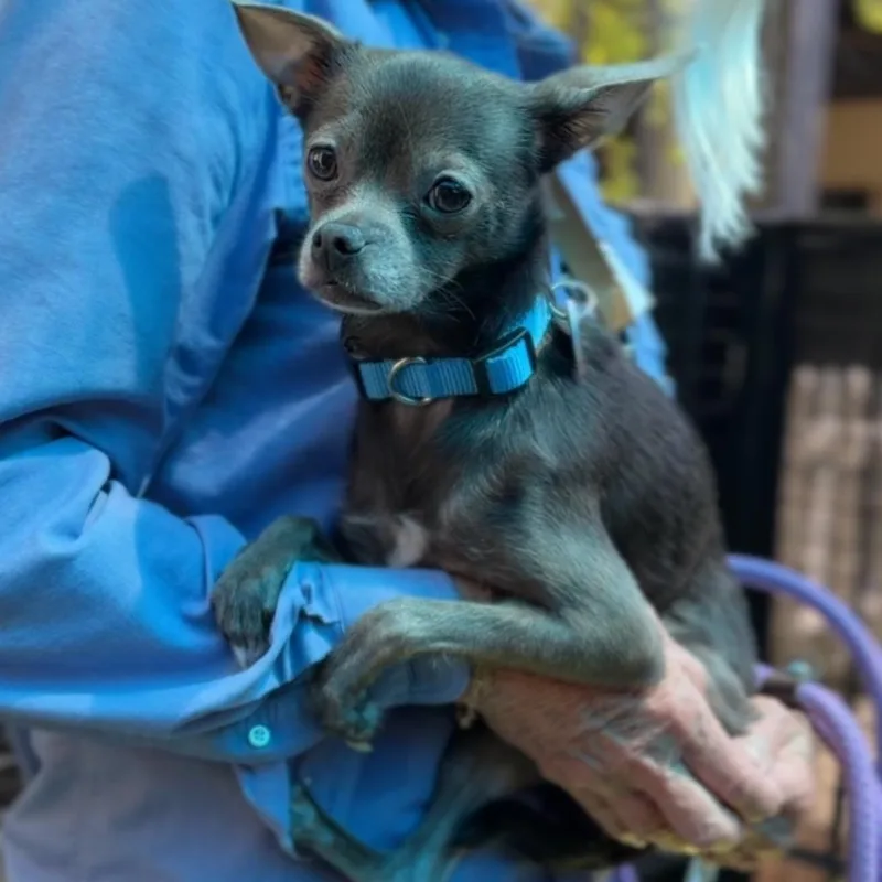 An adult small-sized male Gray / Blue / Silver Chihuahua dog named Hedwig A for adoption in Mission Hills, CA