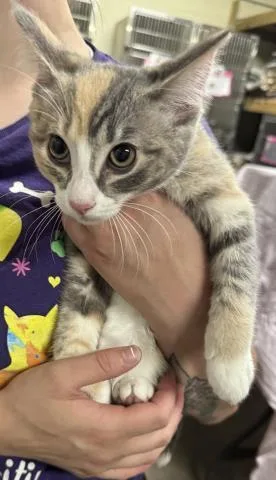 A baby small-sized female Domestic Short Hair cat named Antoinette for adoption in Pensacola, FL