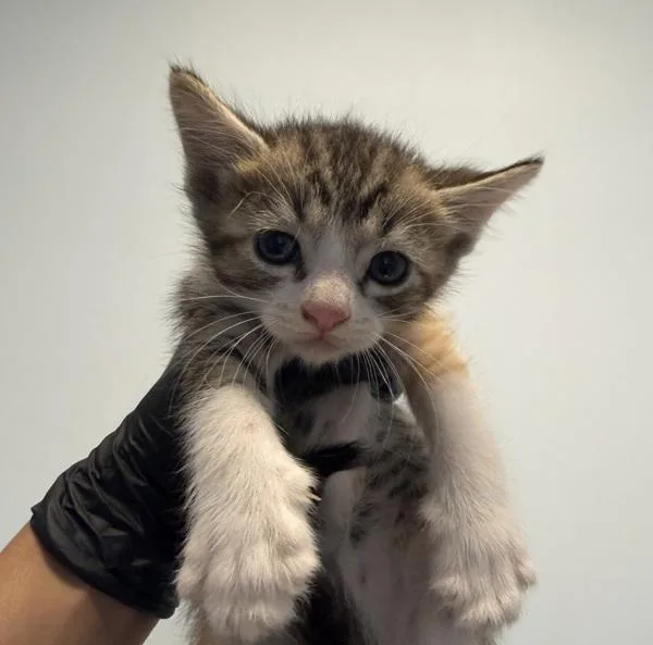 A baby small-sized female Domestic Short Hair cat named Boa for adoption in San Diego, CA