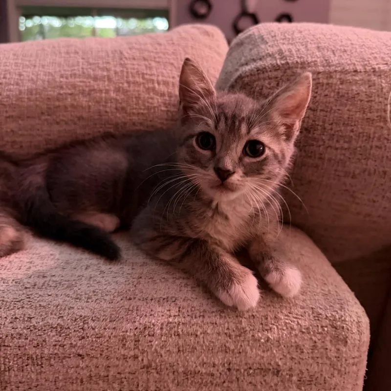 A baby small-sized female Gray / Blue / Silver Domestic Short Hair cat named Pierogi for adoption in Hollister, FL