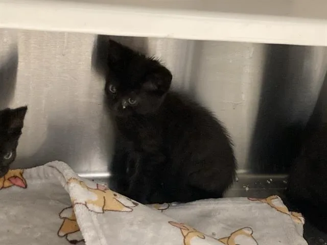 A baby small-sized male Domestic Short Hair cat named John for adoption in Tustin, CA
