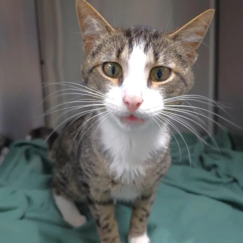 A young medium-sized male Gray / Blue / Silver Domestic Short Hair cat named Drake for adoption in Michigan City, IN