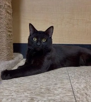 A young medium-sized male Domestic Short Hair cat named Rosco for adoption in Barrington Hills, IL