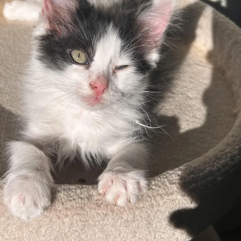 Tom