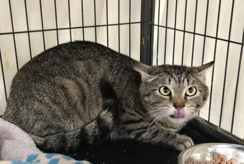An adult medium-sized female Domestic Short Hair cat named Hashbrown for adoption in Dickson, TN