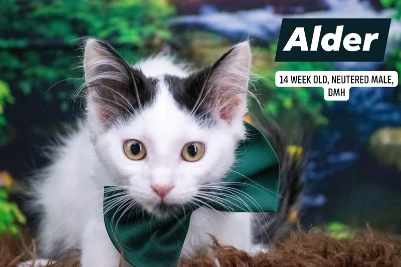 Alder thumbnail 2