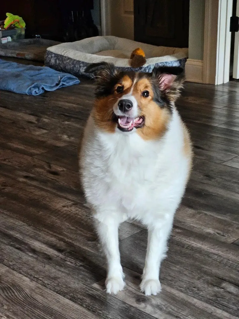 An adult medium-sized female Shetland Sheepdog / Sheltie dog named Annabel for adoption in Dublin, OH