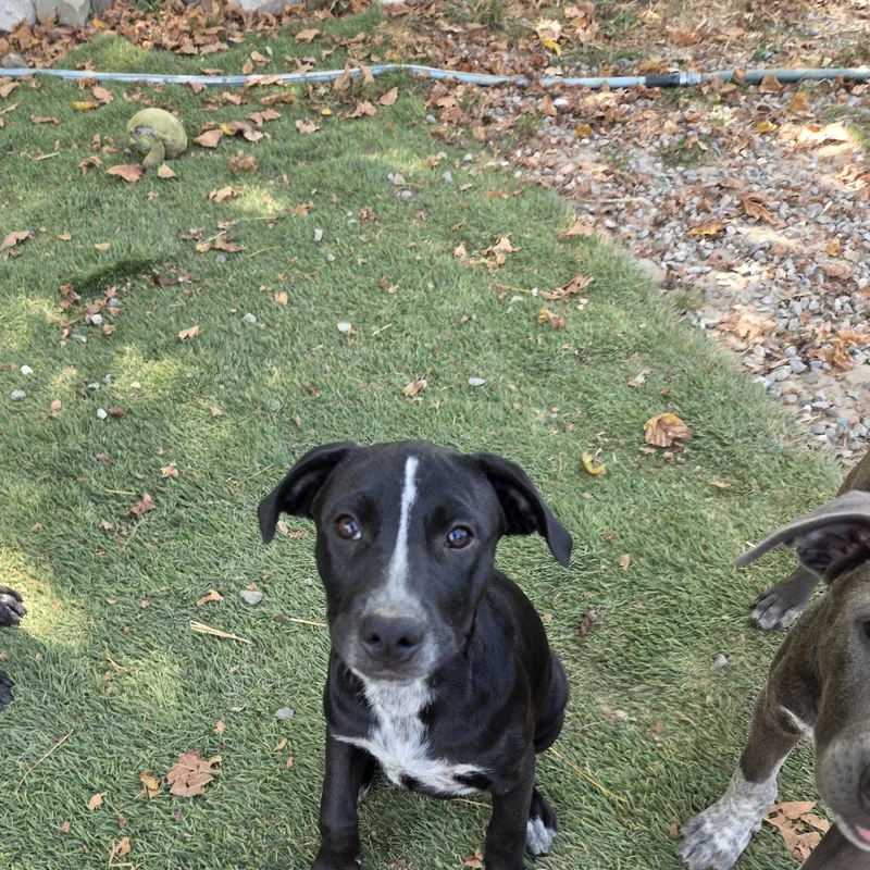 A baby medium-sized female Australian Cattle Dog / Blue Heeler dog named Skunky Success for adoption in Andover, MA
