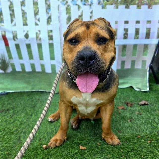An adult medium-sized female Pit Bull Terrier dog named Sheeba for adoption in Long Beach, CA
