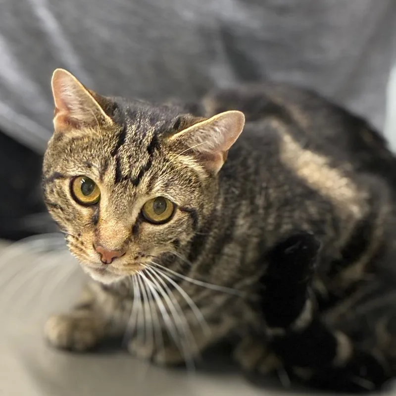 A young small-sized male Brown / Chocolate Domestic Short Hair cat named Bulbasaur for adoption in Shelbyville, IN