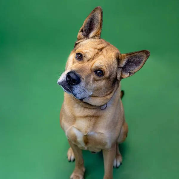 Pen C Neo thumbnail 2