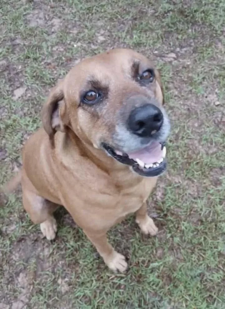 A senior large-sized female Tricolor (Brown, Black, & White) Hound dog named Brownie for adoption in WARNER ROBINS, GA