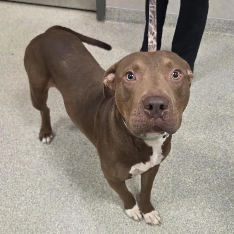 An adult large-sized male Yellow / Tan / Blond / Fawn Mixed Breed dog named Spodie for adoption in Jacksonville, FL