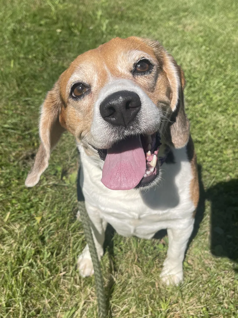 An adult medium-sized female Beagle dog named Maude for adoption in Allegan, MI