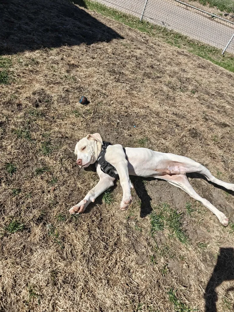 Dodger