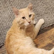 Vanilla Waffle thumbnail 2